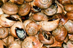 Espiral