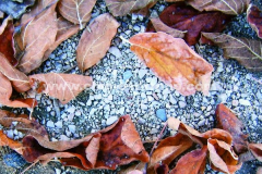 Hojarasca