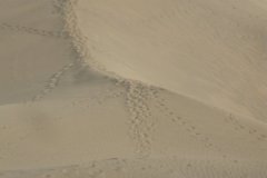 IMG_4733