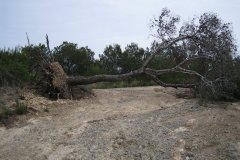 IMG_0115