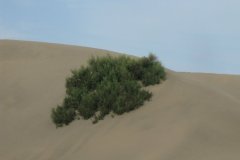 IMG_4710