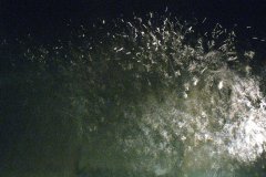 IMG_1806