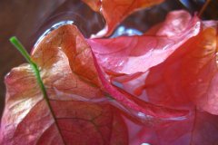 IMG_1882