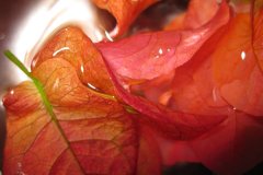 IMG_1881