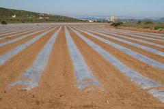 Lineas-de-proyeccion