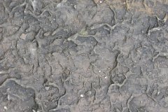 IMG_0695