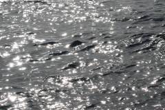 IMG_1272