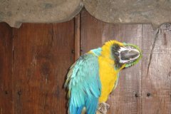 IMG_4928